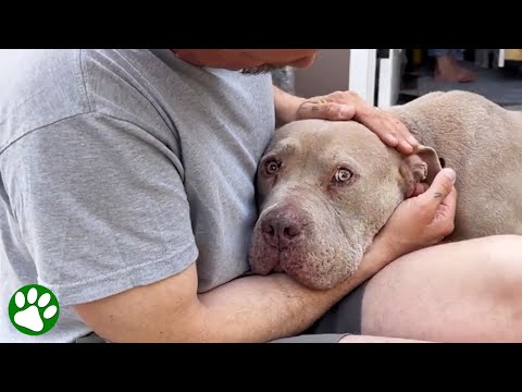 Dog Paralyzed With Fear Learns What Love Is