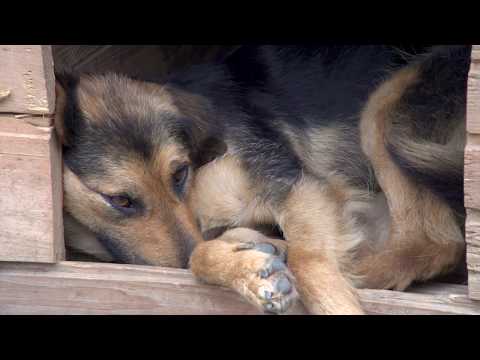 DsN Tierschutz für Strassenhunde in Rumänien