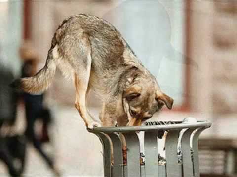 Hunde ohne Namen - EM 2012 -von Jimmy Slick