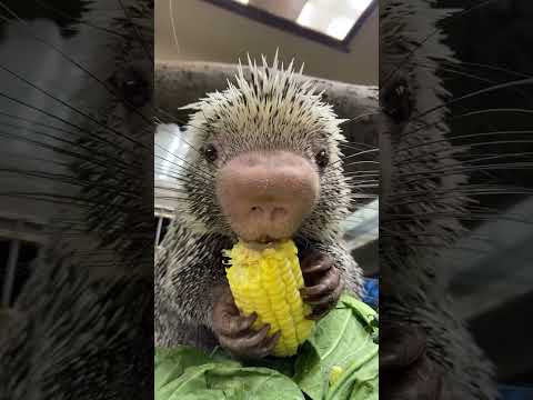 Rico eating corn - Cincinnati Zoo #shorts